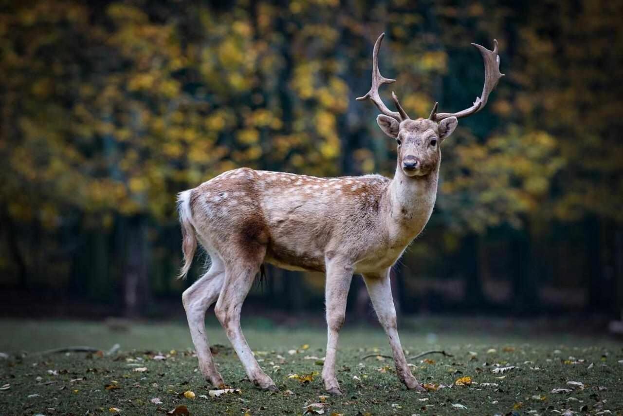 Casa Rural La Carrozal Senda Del Oso Orelleiru Exteriör bild