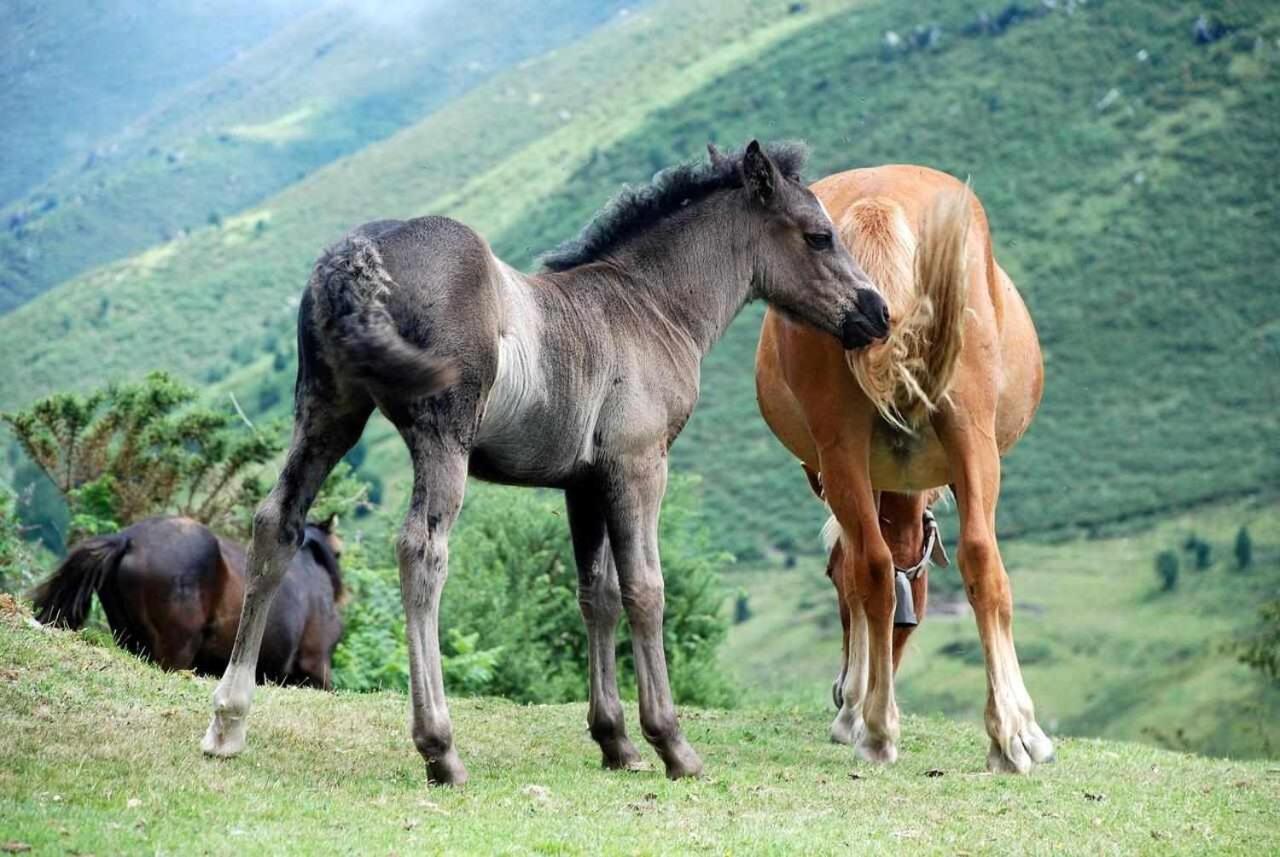 Casa Rural La Carrozal Senda Del Oso Orelleiru Exteriör bild